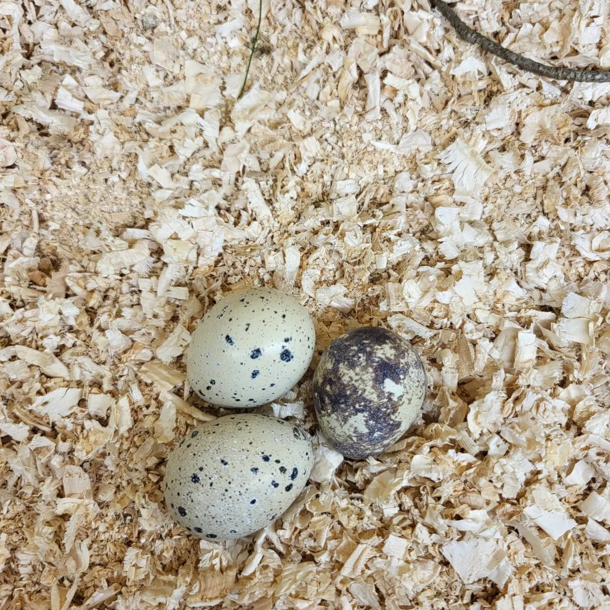 hatchery's choice coturnix hatching eggs