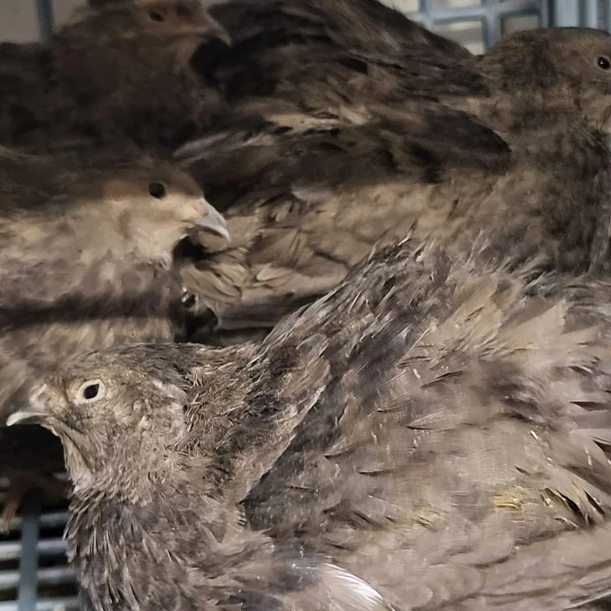 black coturnix quail hatching eggs